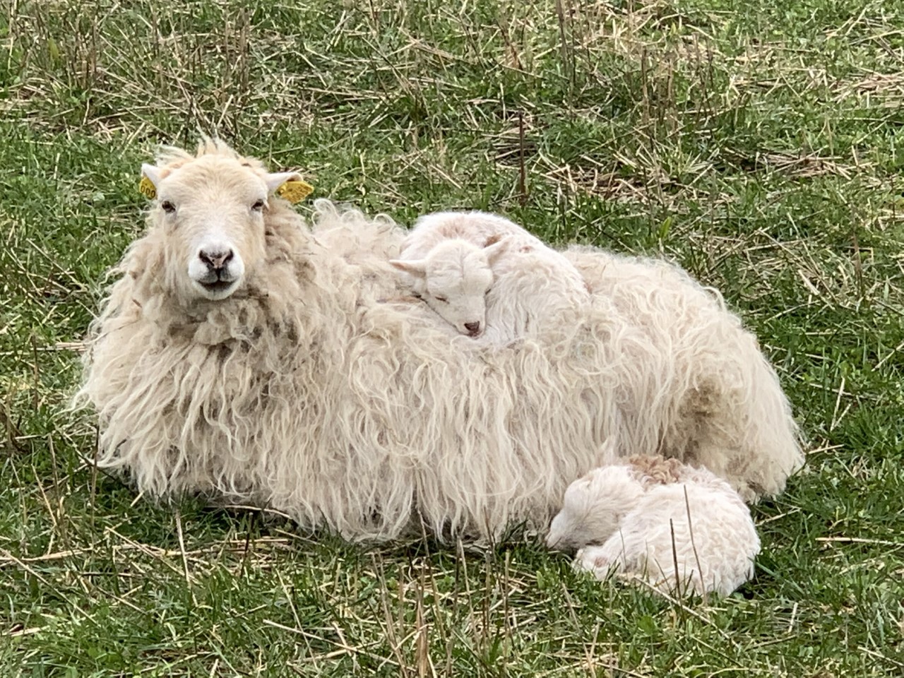 Fårets dag i Hørhaven